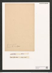 Nitzschia linearis var. tenuis (W. Sm.) Grun. (de-Toni-Nr.: Genus 47, Species 2111) Zeichnungen Sammlung Grunow (NHMW-BOT-W0372169)